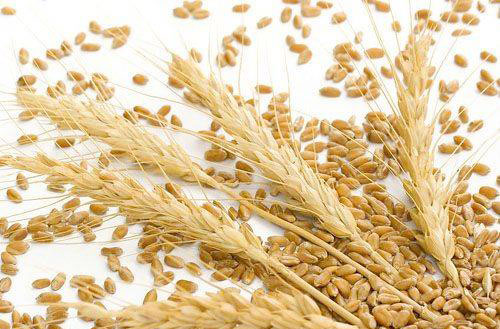 小麦收获晚，为啥会减产？