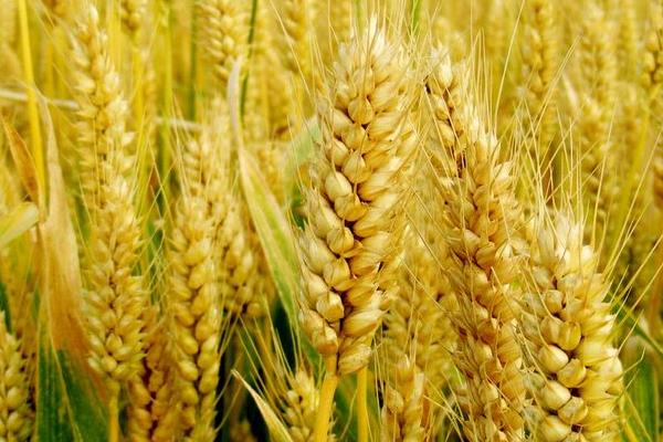 国内小麦价格屡创历史新高价格，呈现出期货现货市场联动、国内外市场联动、价格反季节上涨的特征。